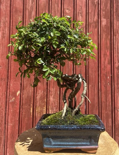 Bonsaï orme chine zelkova - orme,