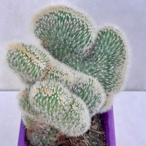 Pygmaeocerous cristata - sp.,
