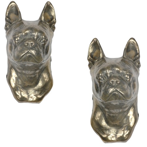 Boston terrier bull - terrier,,