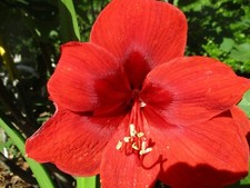 15 Amaryllis seed California Dream dried, refrigerated Hippeastrum ready to send