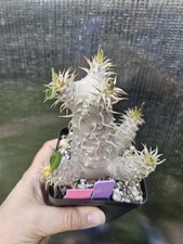 Pachypodium Brevicaule x