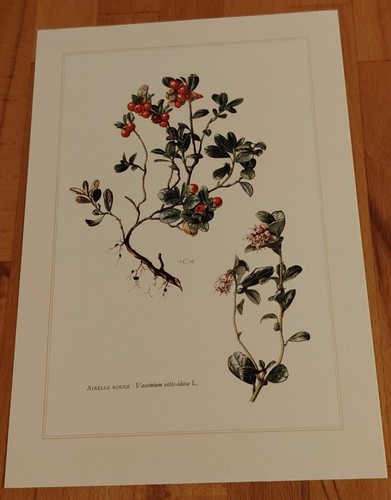 Botanique airelle planche - -,