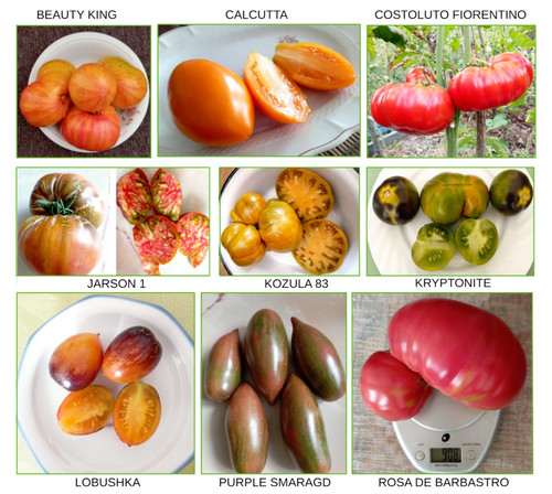 Collection tomates - collection, 9