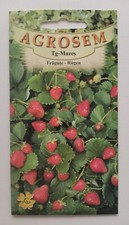 Graines Fraise des bois Rugen 