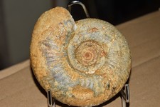 Grande ammonite