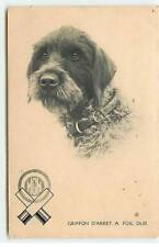 Animals - Chiens - Hard Haired Stop Griffon - ST143 - 318