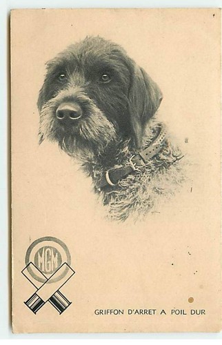 Animaux chiens griffon - -,