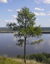 Larix gmelinii - Dahurian Larch Tree Seeds Bonsai