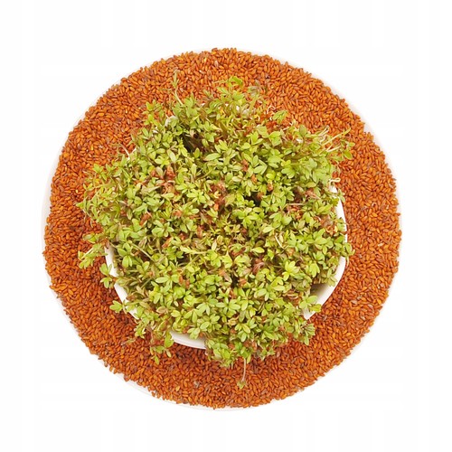 Cresson graines pour - cresson,