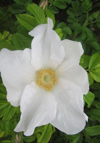 Rosier rugueux blanc - rosier,