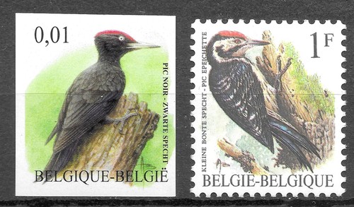 Belgique oiseaux buzin - belgique,