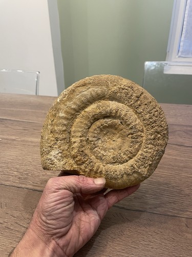 Grande ammonite origine - origine, france