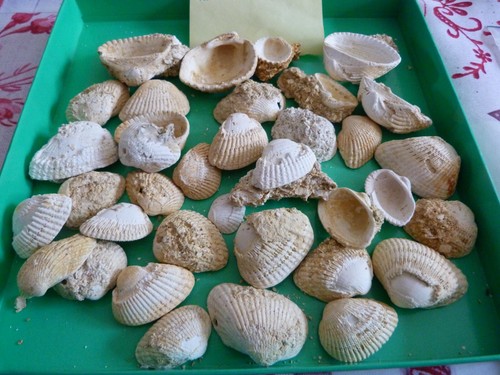 Lot fossiles arca turonica - ,