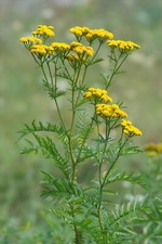 6 Bouture Racine Tanaisie, Anti Moustique, Tique, Puce, Mite, Puceron, Fourmi !