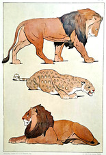 Ancienne Chromotypie " Etudes