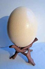Oeuf d'autruche en coquille