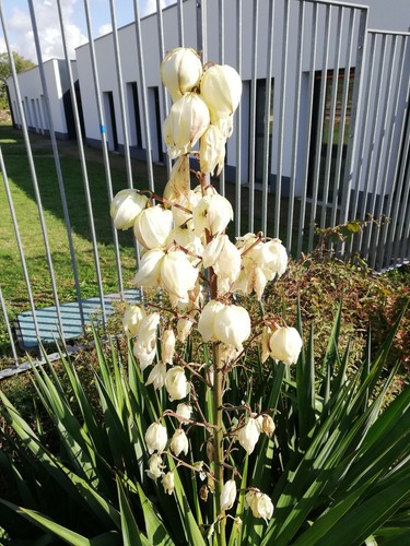 Yucca superbe - -,