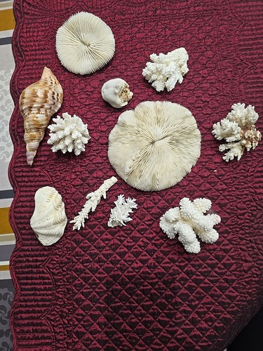 Petite collection coraux - de,