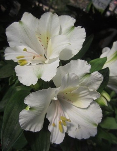 Alstroemere blanche - ♫, 'blanche'