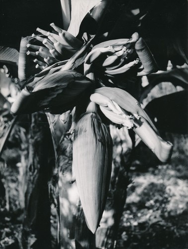 Fleur bananier 1960 - ,