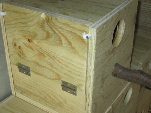 Nid grande perruche - grande, perruche,nest