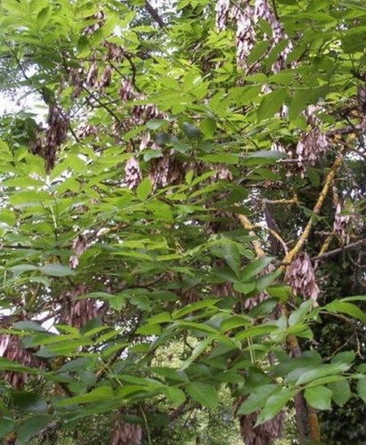 Frene elevé fraxinus - ♫,