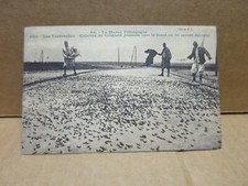 MOROCCO locust column locusts pushed into ditch for destruction
