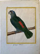 Martinet, perroquets