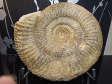 Ammonite Vermisphinctes
