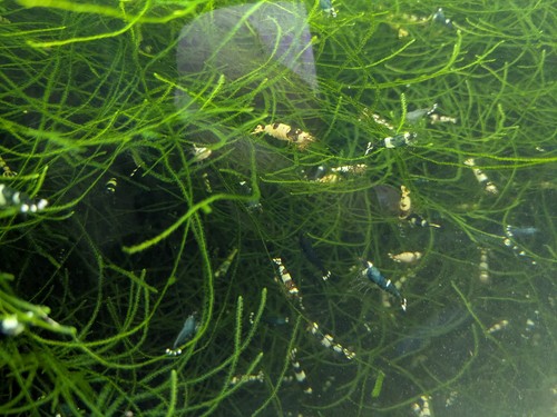 Crevettes aquarium lot 35 - crevettes, d'aquarium
