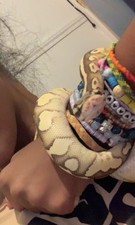 Don Python royal/ regius avec