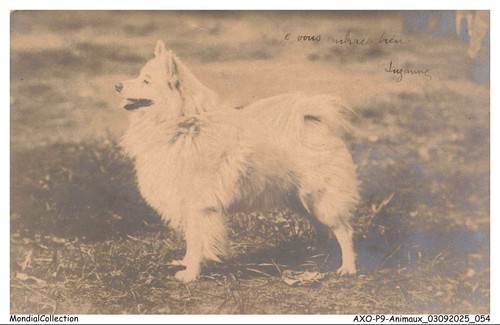 Axop9 0942 animaux - axop9-0942-animaux, chien