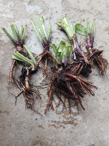 Comfrey plants bocking 14 - 12,