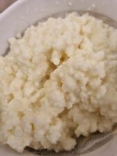 Graines de kefir de lait très