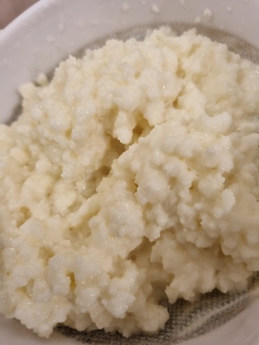 Graines kefir lait très - graines, de