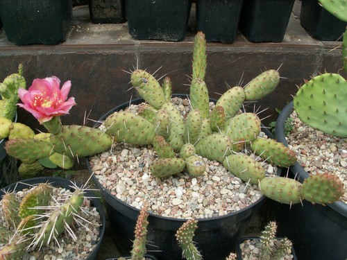 Opuntia coloradoensis - opuntia, x