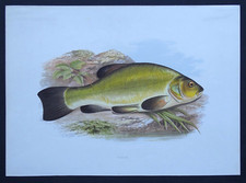 Lithographie originale de 1879 Tanche British fishes poisson Lydon Mackenzie