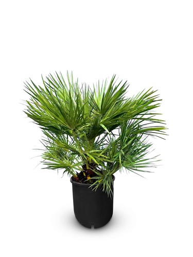 Palme palmier nain - -, 80