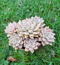 Echeveria  Melody,  succulente