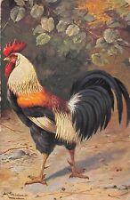 Postcard fantasy / representing a rooster