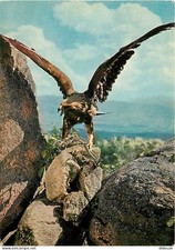 Carte Postale - Animaux -