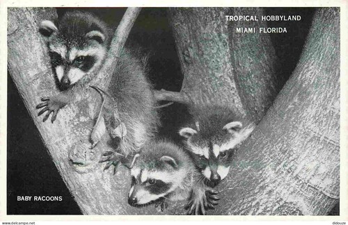 Postcard animals raccoon - postcard,