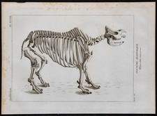 1825 - Squelette de rhinocéros - Gravure ancienne - Anatomie