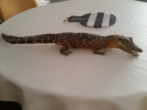 Taxidermie crocodile caïman - /,