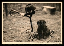 Photo, exposition canine