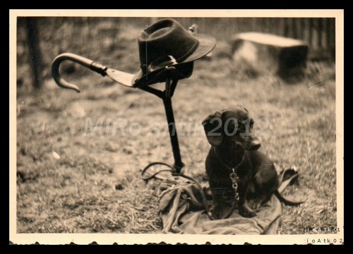 Photo exposition canine - photo,,