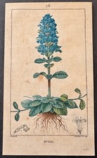 Flore médicale Bugle Gravure