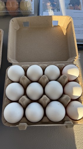 Zombie chicken hatching eggs - chicken,