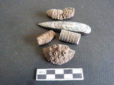 Lot de 5 fossiles, Orthocères