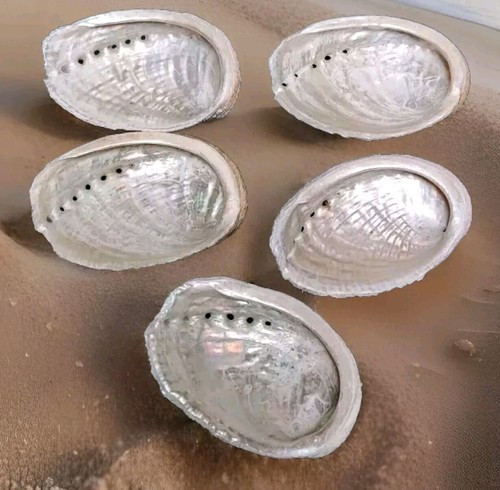Coquilles ormeaux nacre - coquilles, d'ormeaux